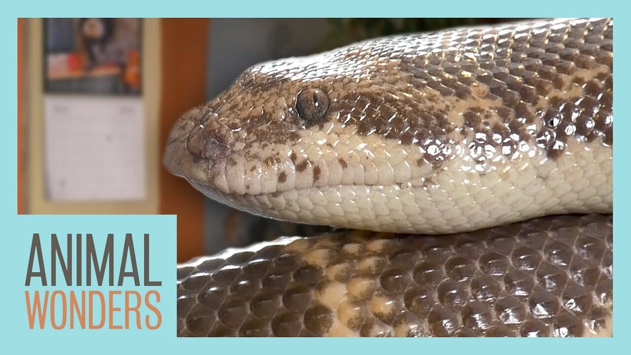 The Difference Between Legless Lizards And Snakes | Pango